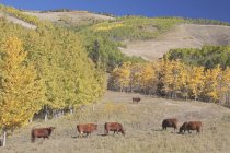 Cattle Grazing against trees — Stock Photo