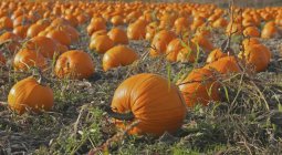 Pumpkins Patch on ground — Stock Photo