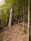 Bosque de cedro, Whistler, Columbia Británica - foto de stock