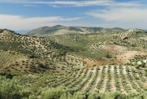 Olivenbäume, Andalusien, Spanien — Stockfoto