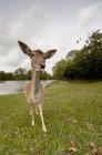 Deer Sticking Tongue Out — Stock Photo