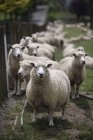 Schafe weiden im grünen Gras — Stockfoto