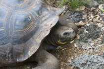 Terra tartaruga sulla riva rocciosa — Foto stock
