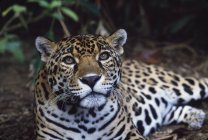 Jaguar tendido en el suelo - foto de stock