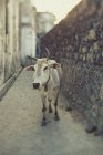 Vache debout sur la rue — Photo de stock