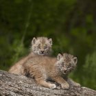 Deux Lynx du Canada — Photo de stock