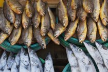 Свіжа риба на ринку — стокове фото