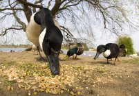 Гуси едят орехи на берегу — стоковое фото