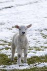 Lamm steht im Schnee — Stockfoto