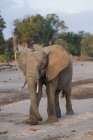 Слон ходит по земле — стоковое фото