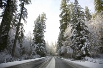 Зимова дорога з деревами. — стокове фото