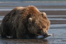 Urso pardo com peixe — Fotografia de Stock