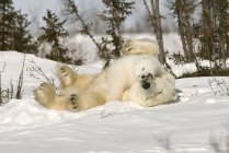 Белый медведь катится с кубиком — стоковое фото