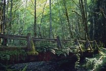 Pont pédestre dans la forêt tropicale Hoh — Photo de stock