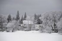 Дома и деревья зимой — стоковое фото