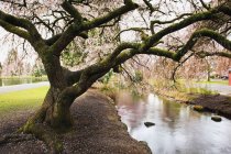 Fioriture sugli alberi in primavera — Foto stock