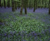 Irlanda, Campanas azules en el suelo del bosque - foto de stock