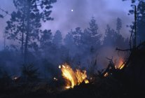 Incendio forestal, Bosque Nacional de Santa Fe - foto de stock