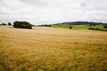 Feld mit grünem Gras — Stockfoto