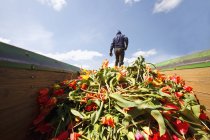 Travailleur agricole de tulipes — Photo de stock