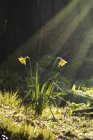 Narcisos na luz do sol no campo — Fotografia de Stock
