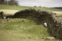 Овцы пасутся вдоль стены — стоковое фото