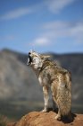Coyote che urla da un punto alto — Foto stock