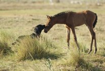 Dog And Foal Greet Each Other — Stock Photo