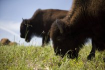 Buffalo Grazing no campo — Fotografia de Stock