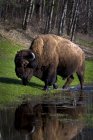 Buffalo pela margem do Rio — Fotografia de Stock