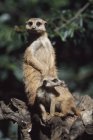 Joven Meerkat con adulto - foto de stock