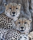 Cheetahs deitado debaixo da árvore — Fotografia de Stock