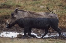 Matschiges Warzenschwein gegen Pfütze — Stockfoto