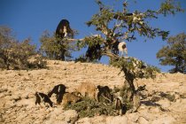 Лазающие по деревьям козы — стоковое фото