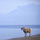 Bighorn pecora sul bordo — Foto stock