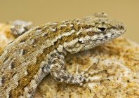 Side-Blotched Lizard — Stock Photo