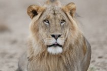 Лев смотрит в камеру — стоковое фото