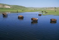 Bisons in Water With Swallows — стоковое фото