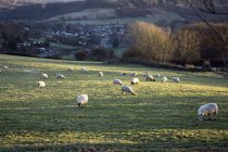 Sheep Grazing In Field — Stock Photo