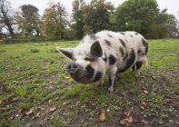 White Pig With Black Spots — Stock Photo