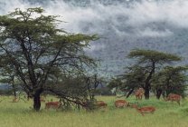 Impala-Herde weidet im Akazienwald, Afrika — Stockfoto