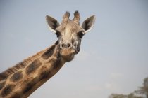 Girafe regardant la caméra — Photo de stock