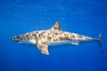 Gran tiburón blanco - foto de stock