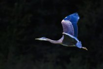 Grande airone blu — Foto stock
