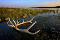 Elk's Horns Lay — Stock Photo