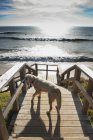 Собака на деревянной набережной — стоковое фото