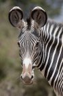 Primo piano della testa di Zebra — Foto stock