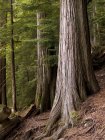 Árboles de cedro, Whistler, Columbia Británica - foto de stock