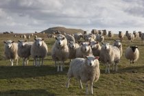 Rebaño de ovejas en el campo - foto de stock