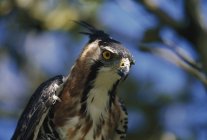 Falco aquila ornata — Foto stock